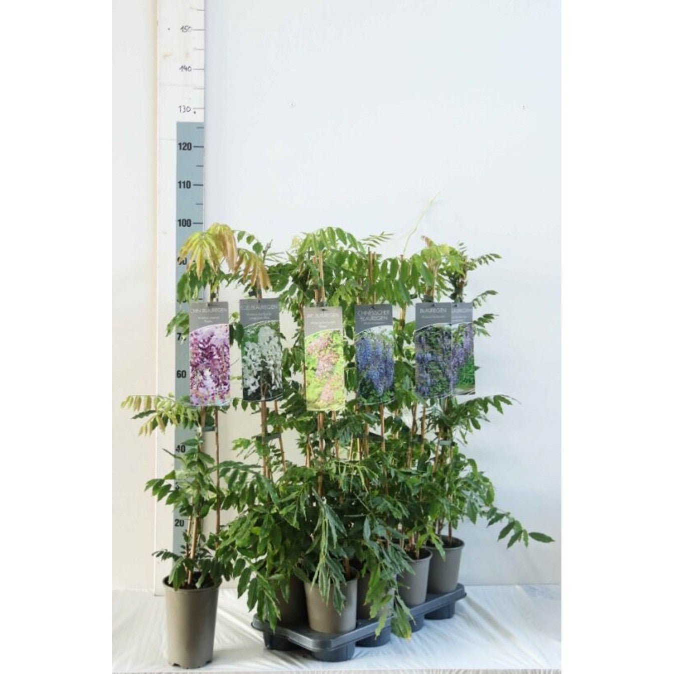 Blåregn – Wisteria brachybotrys 'Okayama' - C2 60-80 CM Stick